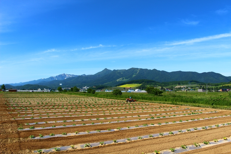 コテージ前から夏の富良野スキー場方面を望む