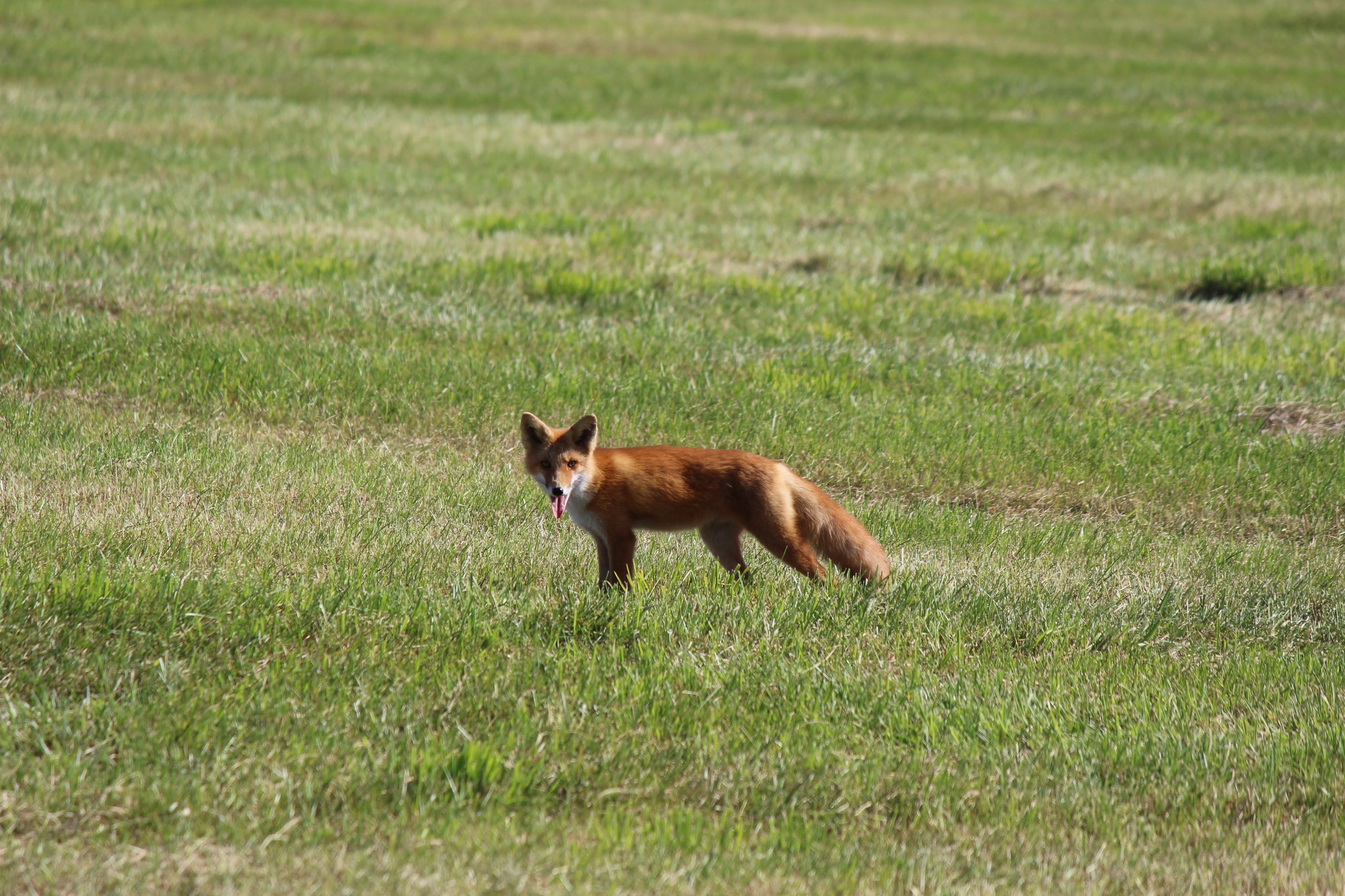 たまに現れるキタキツネ