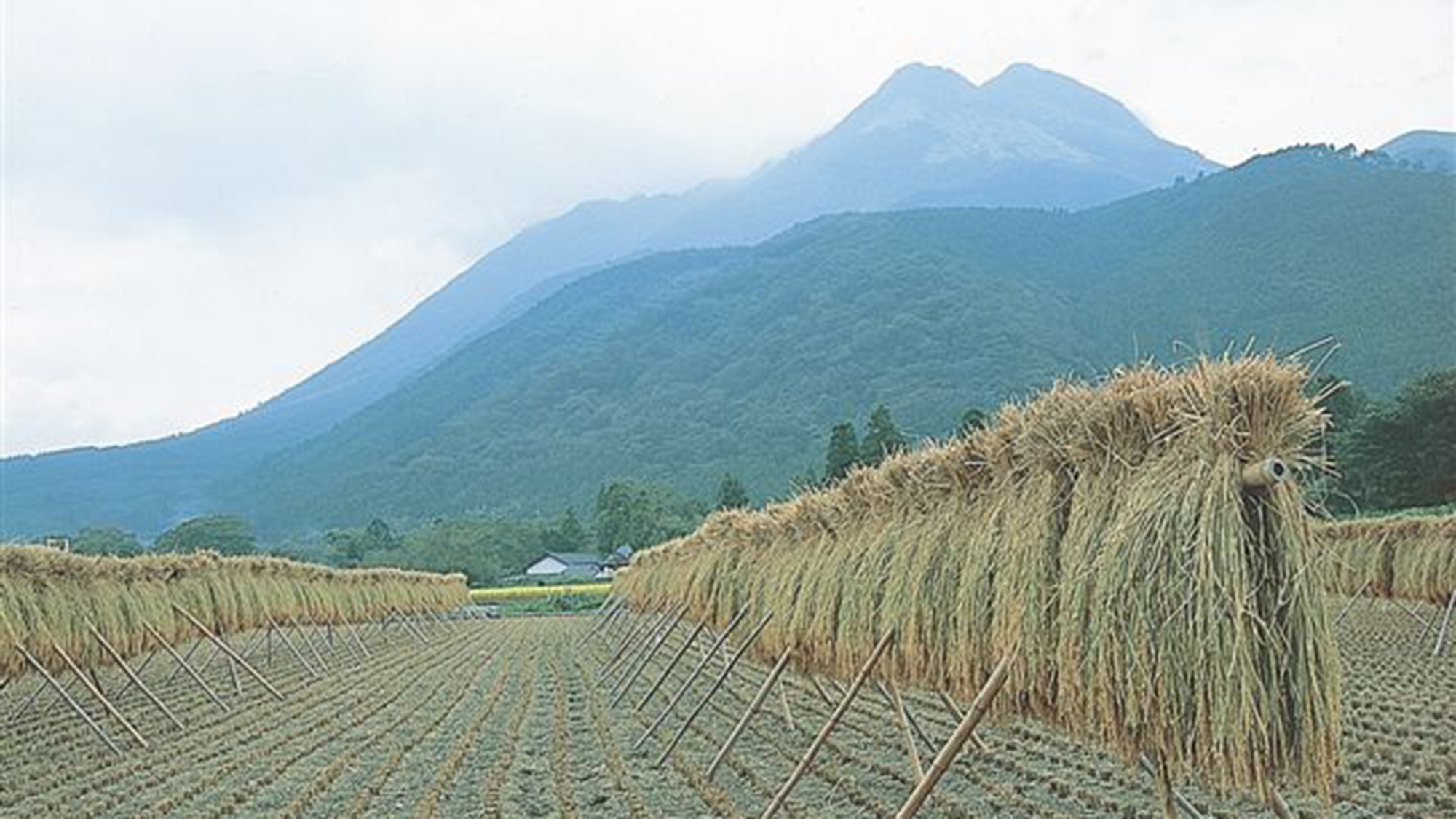 由布岳と稲刈り