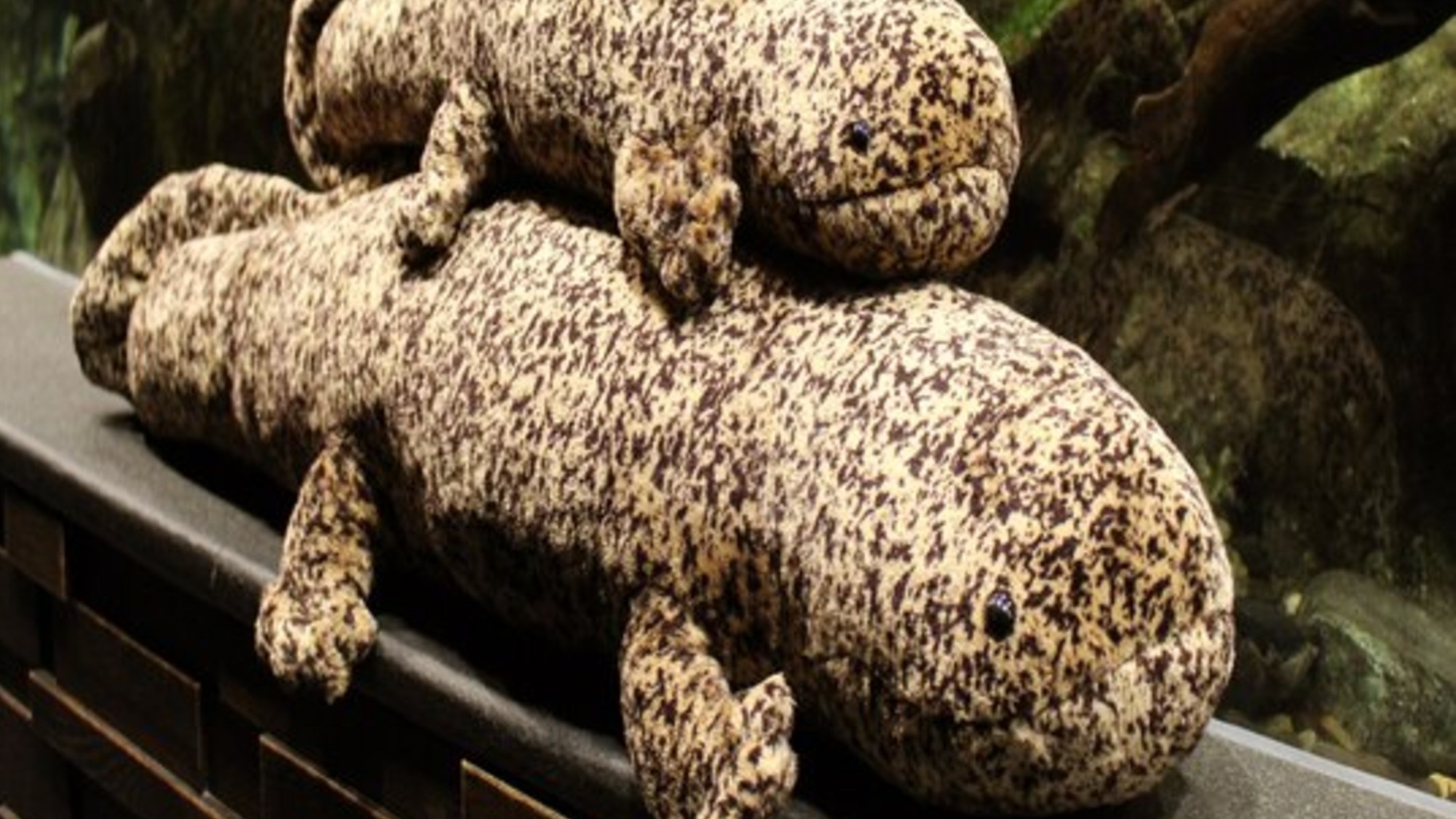 【京都水族館】京都水族館イチオシのオオサンショウオはこどもから大人まで大人気！