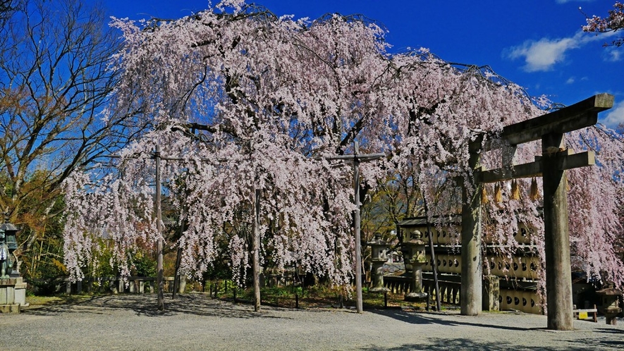 忠臣蔵ゆかりの大石神社の大石桜は高さ10ｍを超えます