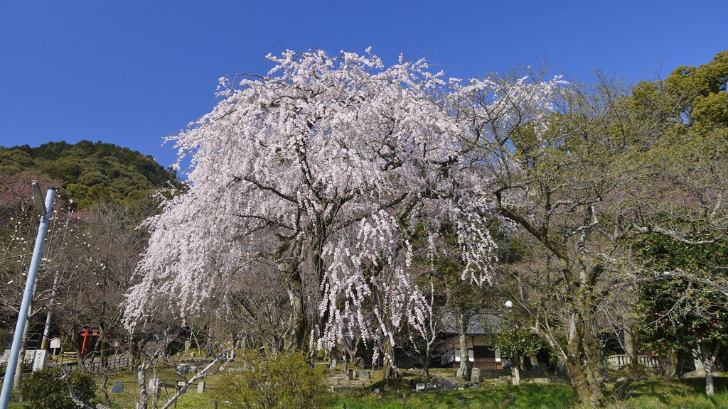 岩屋寺の桜も圧巻です