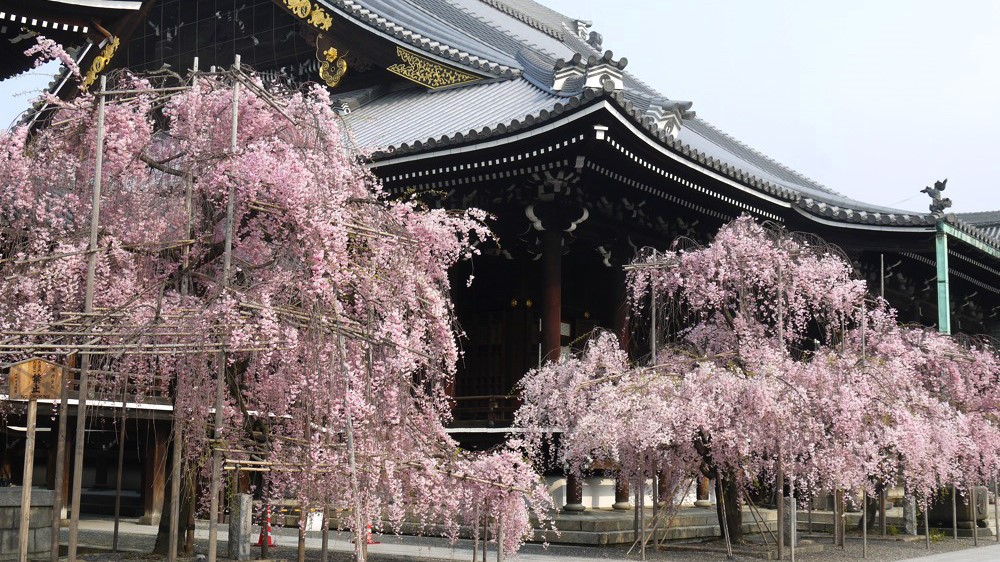 仏光寺に映えるピンクの桜も見どころです