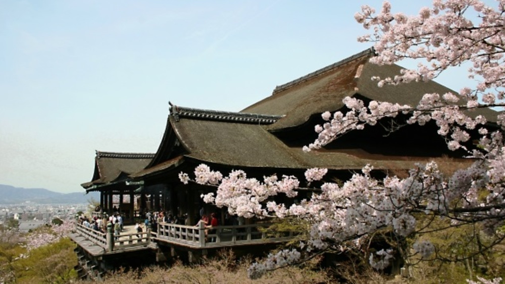 清水寺の桜は例年3月下旬～4月中旬が見頃です