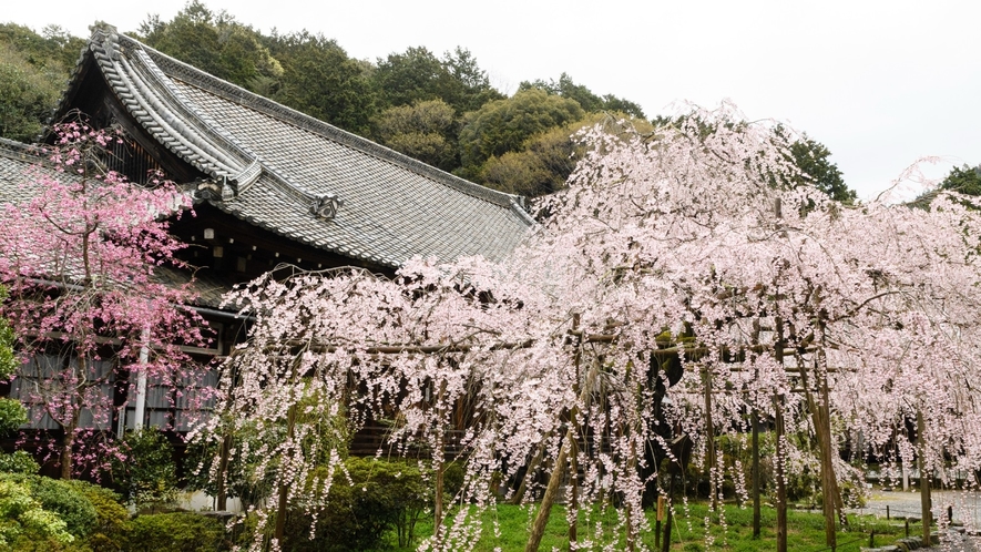 【山科】当ホテルから徒歩圏内の桜の名所。毘沙門堂にて枝垂桜をお楽しみくださいませ