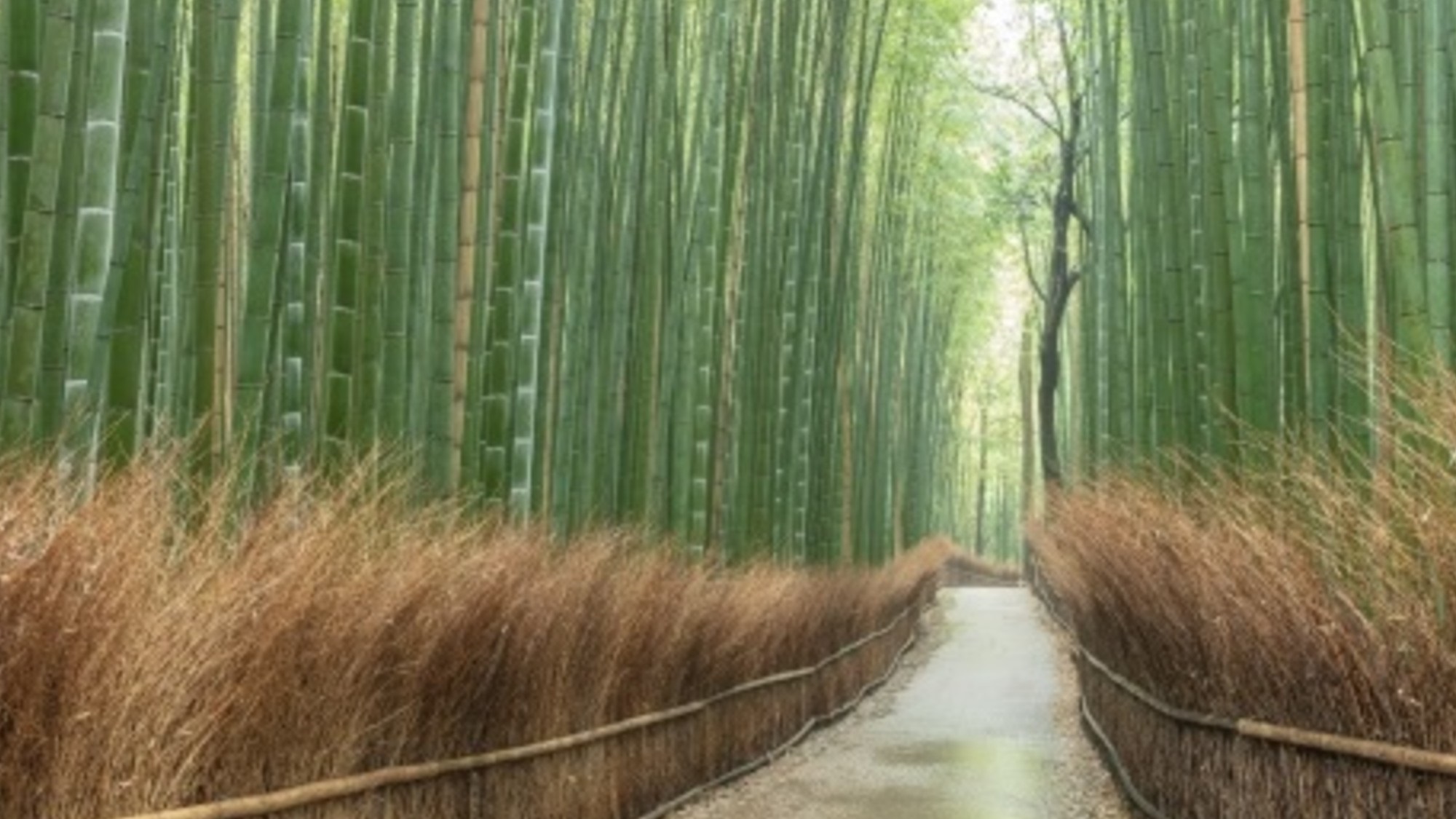 【嵐山】数万本の竹が生い茂る小径。人力車で通るとタイムスリップしたように感じます