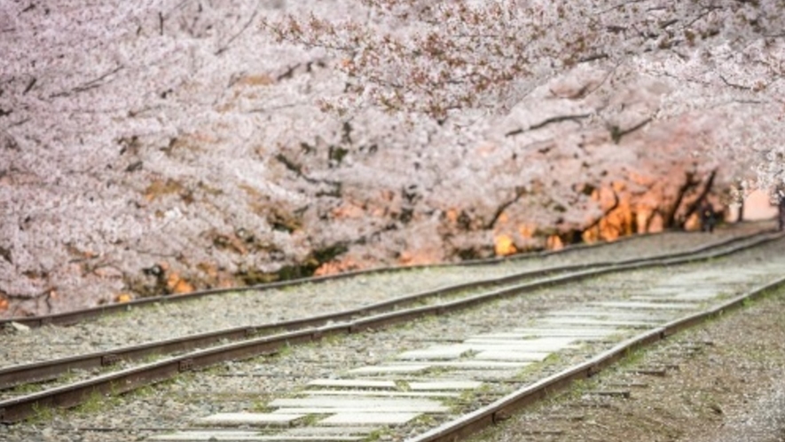 【東山】当ホテルより地下鉄約5分の「蹴上インクライン」 春は桜が満開でございます