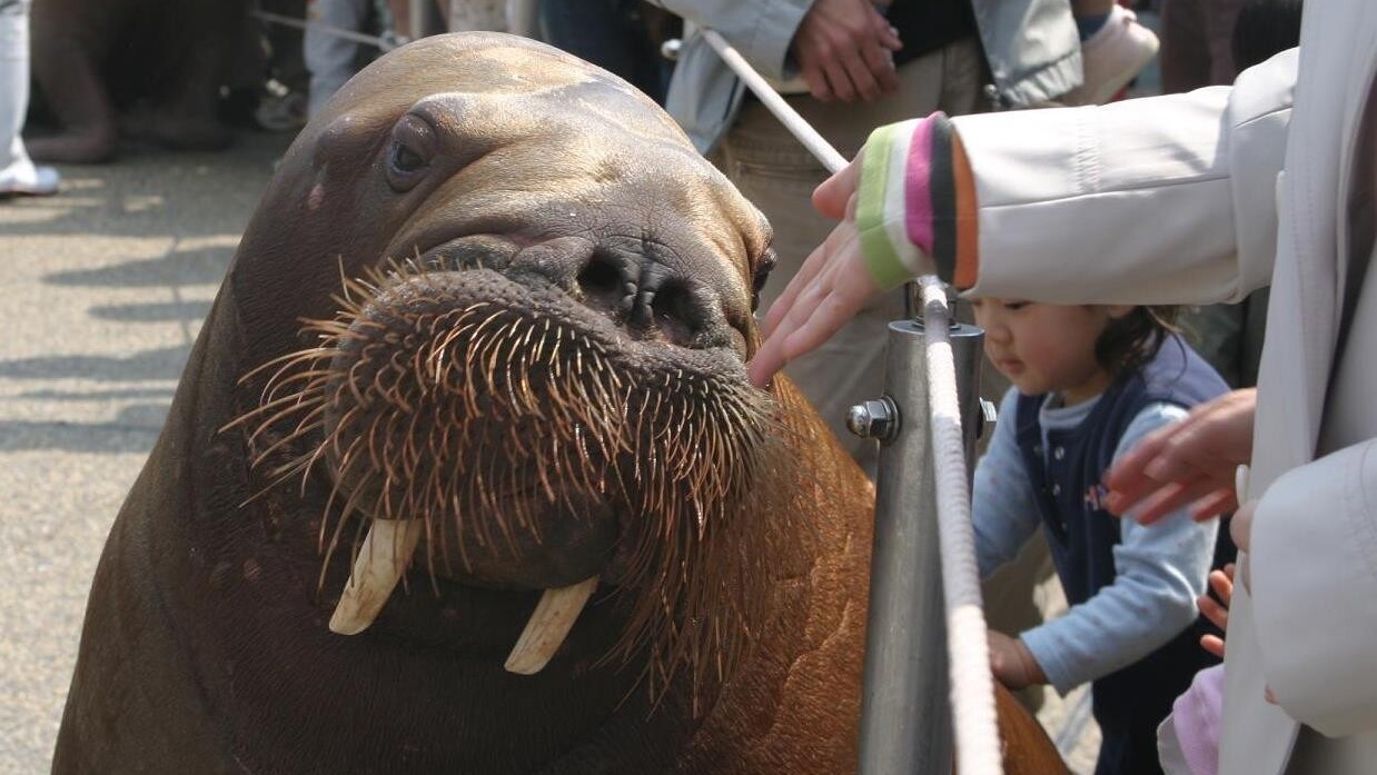 大分マリーンパレス水族館「うみたまご」 セイウチ