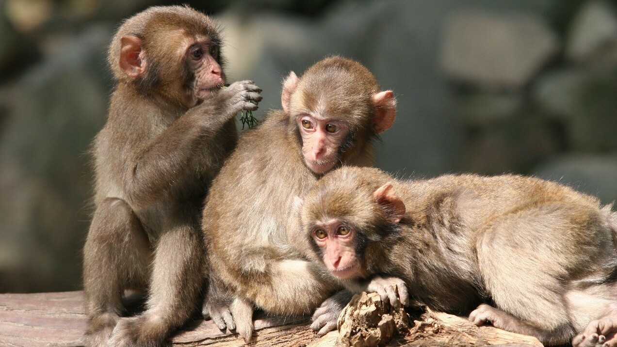 高崎山自然動物園