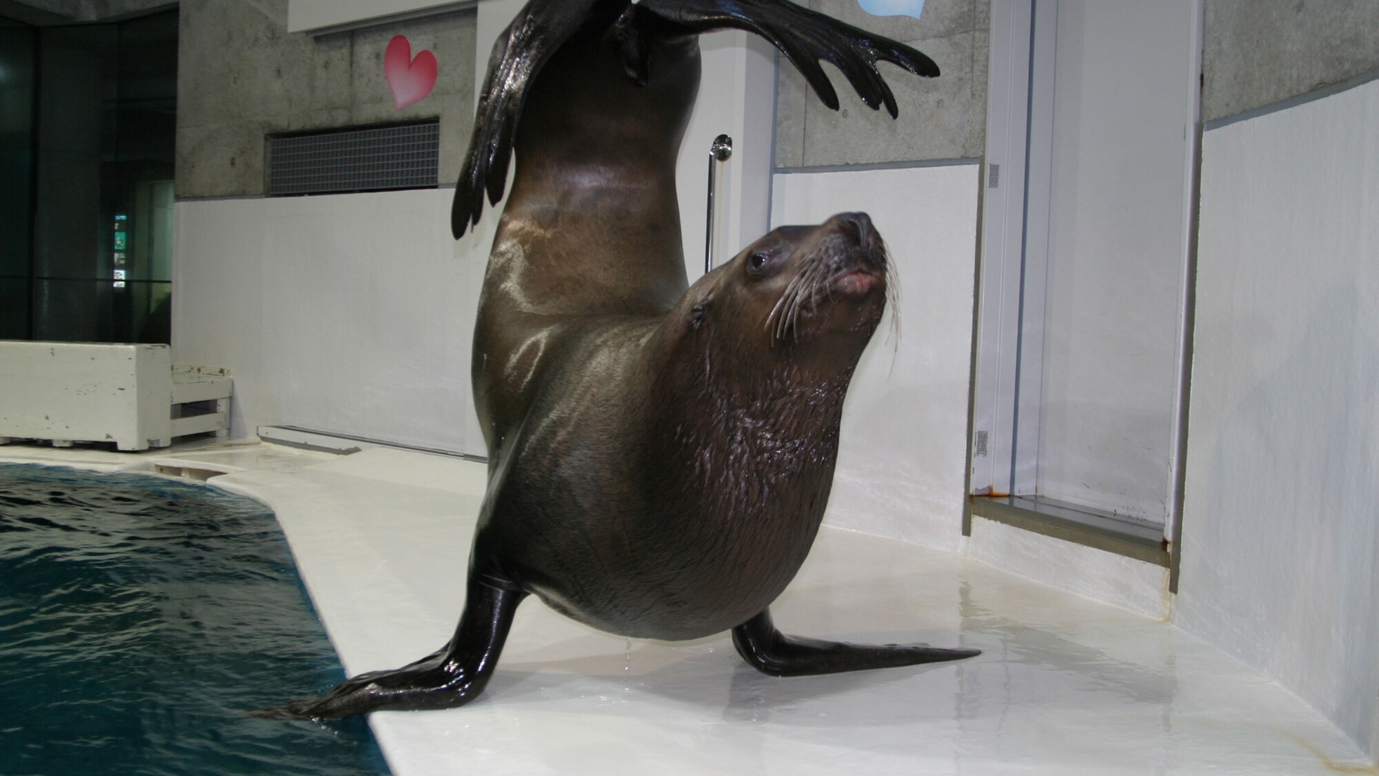 大分マリーンパレス水族館「うみたまご」 アシカ