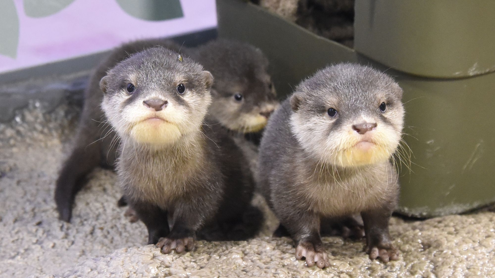 新江ノ島水族館入場券＆朝食付き宿泊プラン