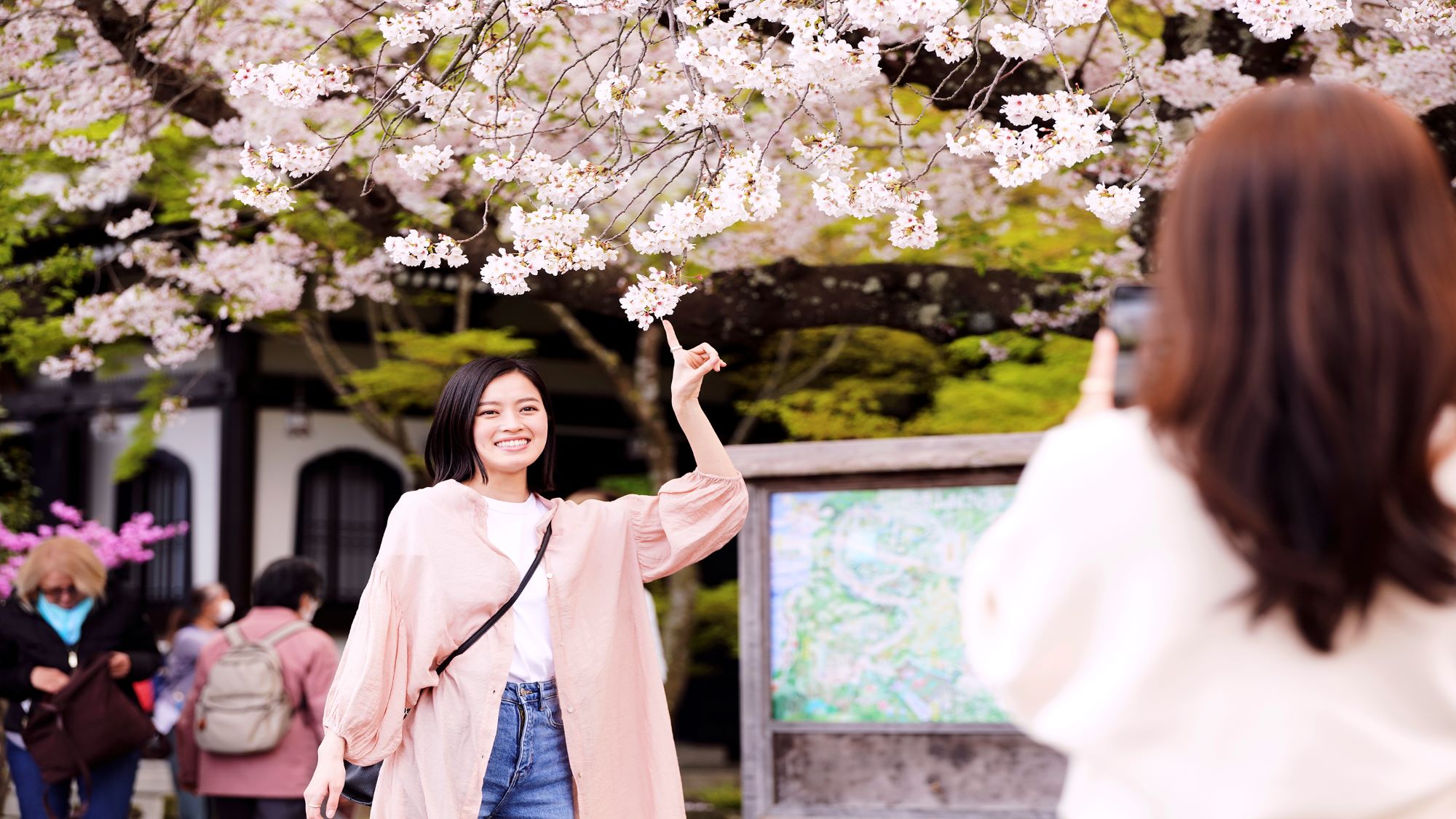 鎌倉の桜スポット