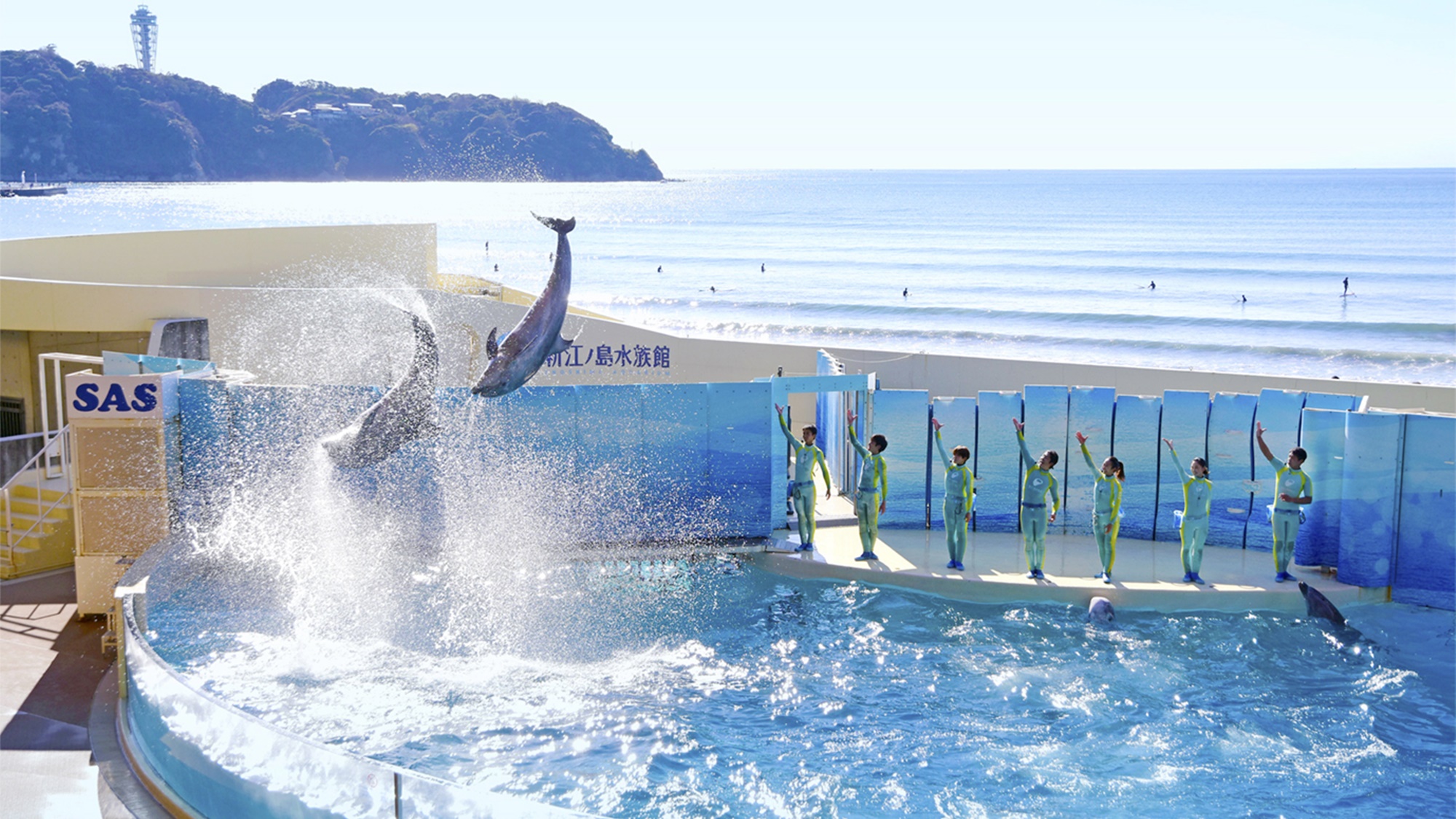 【新江ノ島水族館】展示やショーで驚きと癒し、感動を体験できます。