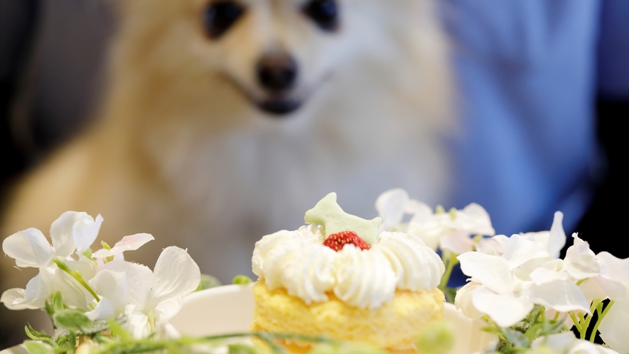 愛犬のお誕生日＆うちの子記念祝いを！（予約時 要連絡）愛犬用手作りケーキ＆お写真のプレゼント♪