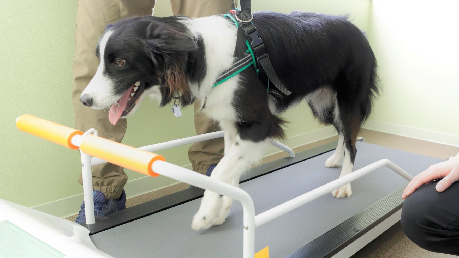 【ドッグフィットネス】愛犬用ランニングマシンで持久力チェック！