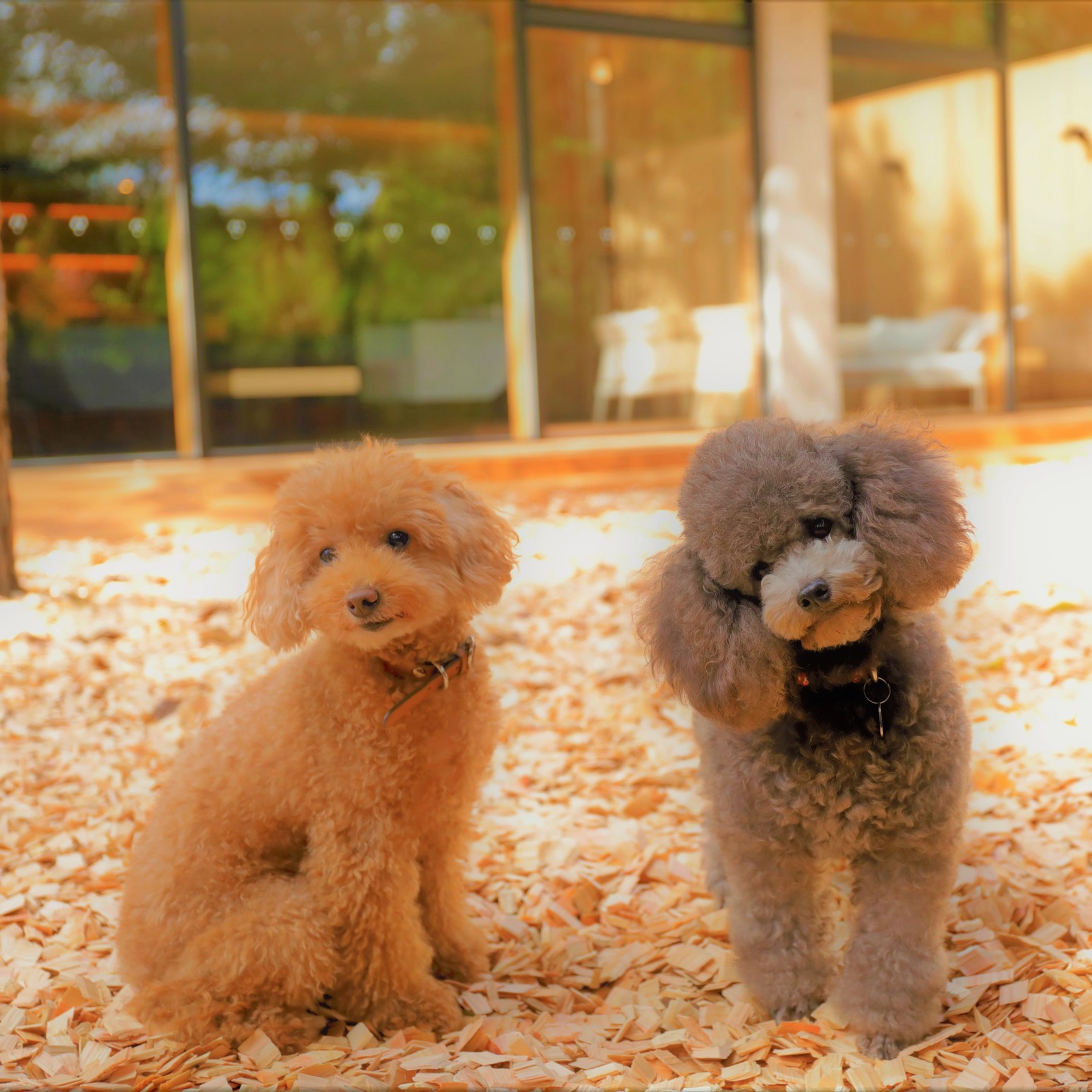 【朝食付】愛犬と過ごす深いくつろぎと贅沢な時間／夕食なし