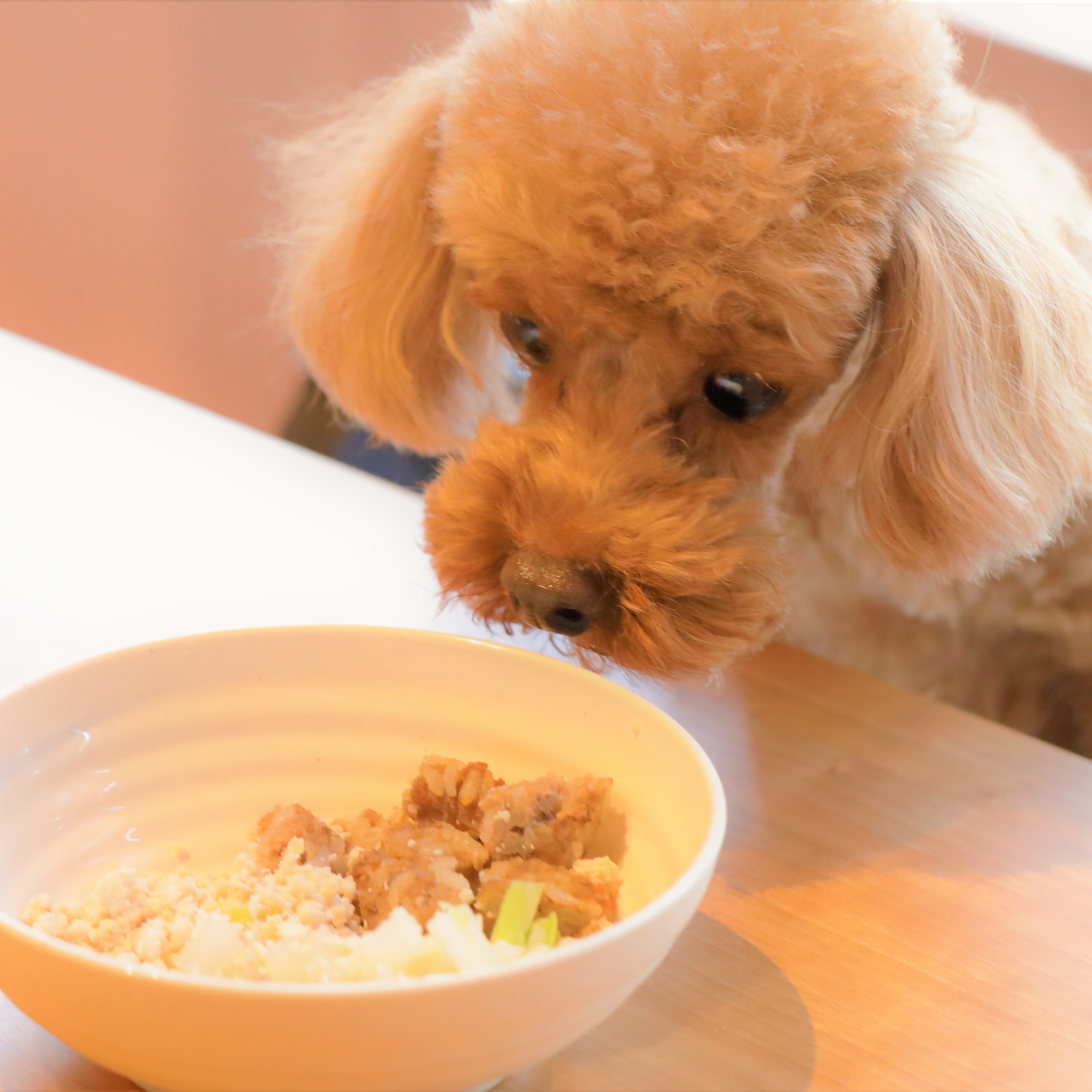 【わんちゃんのお食事】同じテーブルで一緒に召し上がっていただけます