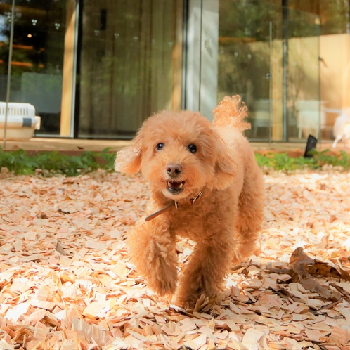 【ドッグラン】ウッドチップは軽やかな足ざわり。愛犬もごきげん！