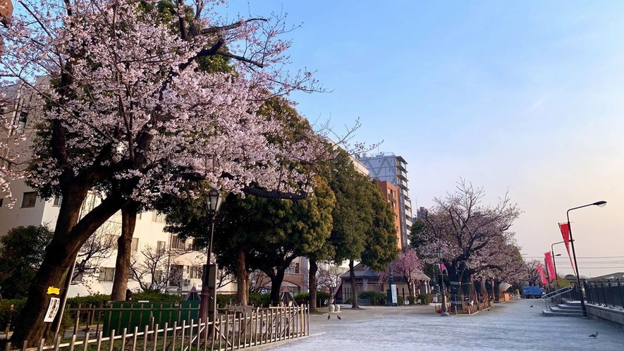 隅田公園　桜