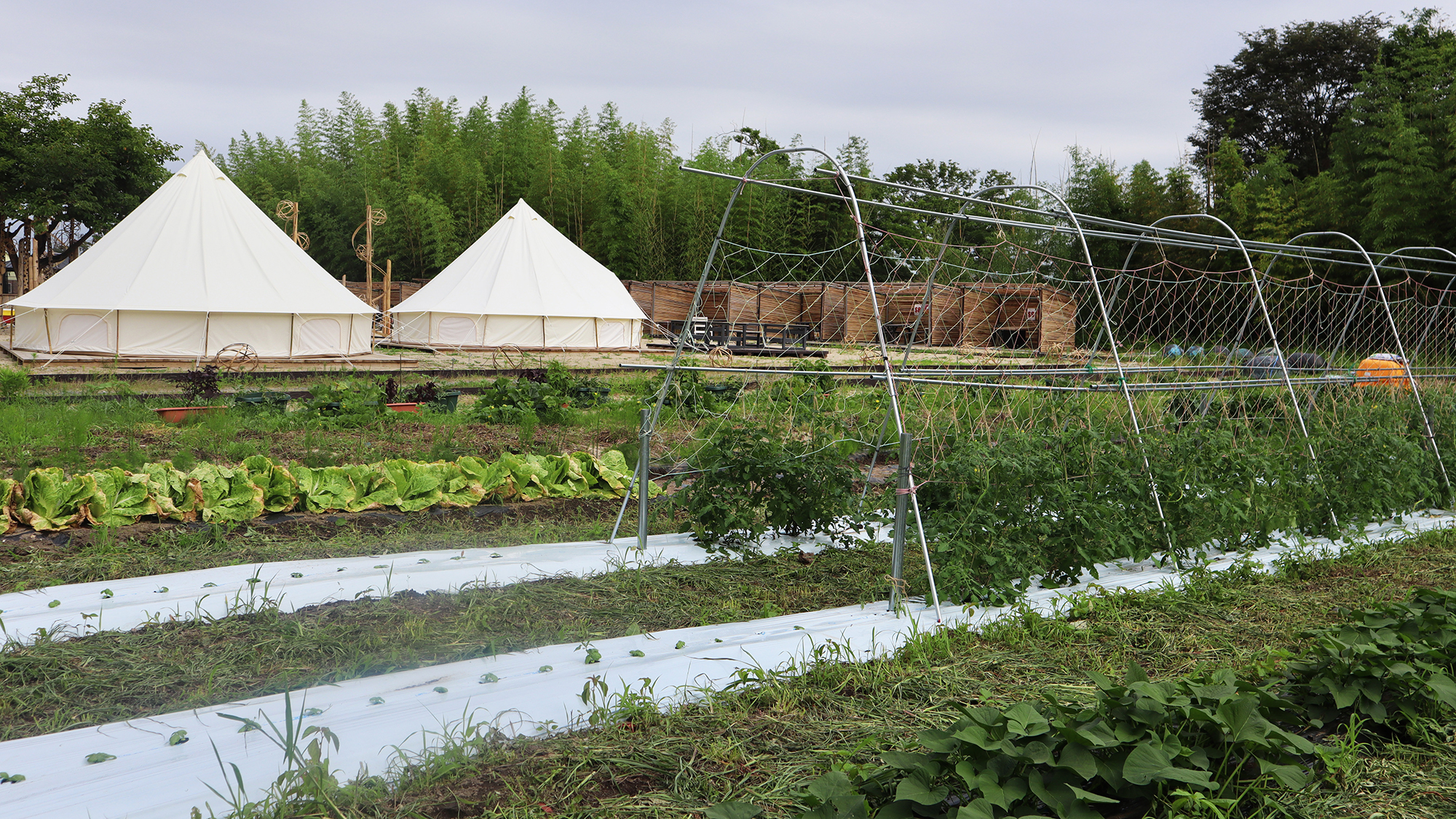 【NOBIRU農園】とれたて野菜をご提供できる自家農園♪