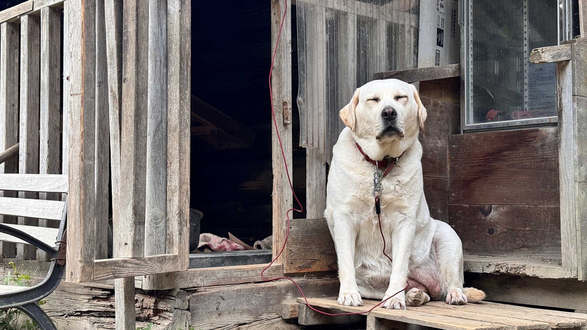 【民宿さわぐち】看板犬