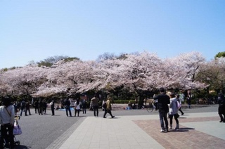 上野公園　- SAKURA cherry blossom