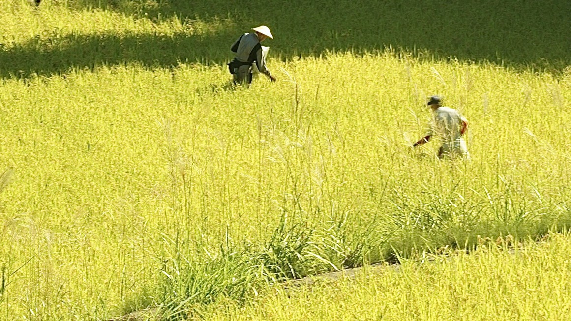 【2026年3月〜】1泊朝食│“松之山・天水田のコシヒカリ”を味わう里山朝食【オールインクルーシブ】