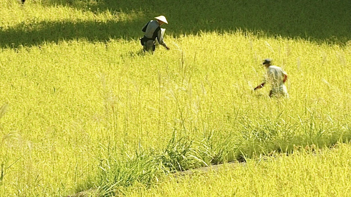1泊朝食”松之山・天水田のコシヒカリ”を味わう里山朝食【2026年1月22日〜】