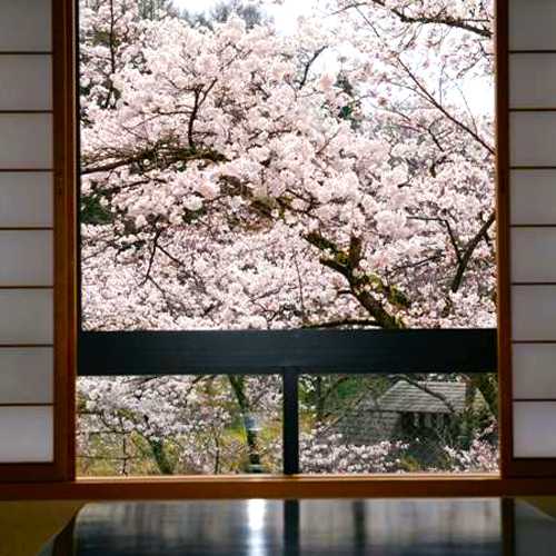 Sakura in full bloom from the room
