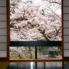 お部屋から満開の櫻