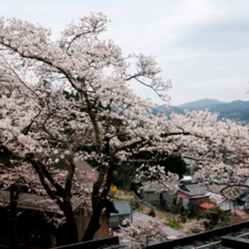 【別館　１０畳】からの眺望・・・満開の桜