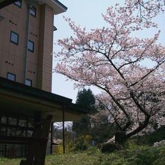 ○別館ロビーのテラスと桜