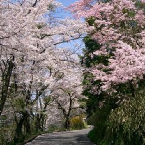 ○北山の道…桜道