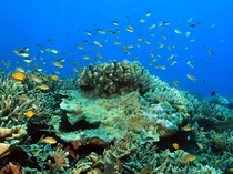 コモド海域は、サンゴ礁と多様な海洋生物の宝庫