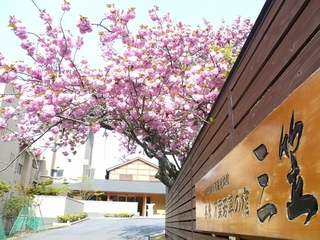 玄関前の八重桜【2010年4月26日撮影】