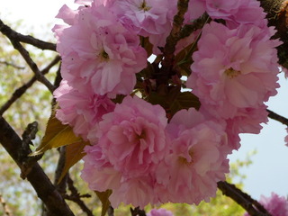 【満開の八重桜】2011年4月25日撮影