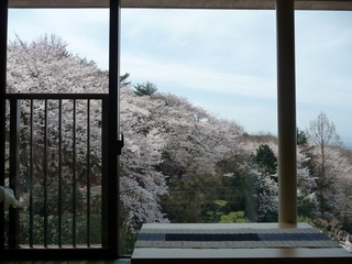ロビーからの桜♪【２０１０年４月４日撮影】