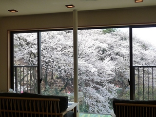 ロビーからの桜♪満開ですTOP【２０１０年４月４日撮影】