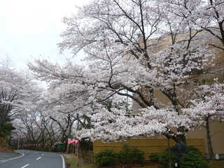 TOP【玄関前の桜】２０１０年４月１日撮影
