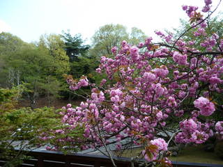 【玄関前の八重桜が満開♪】