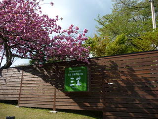 【玄関前の八重桜が満開です♪】