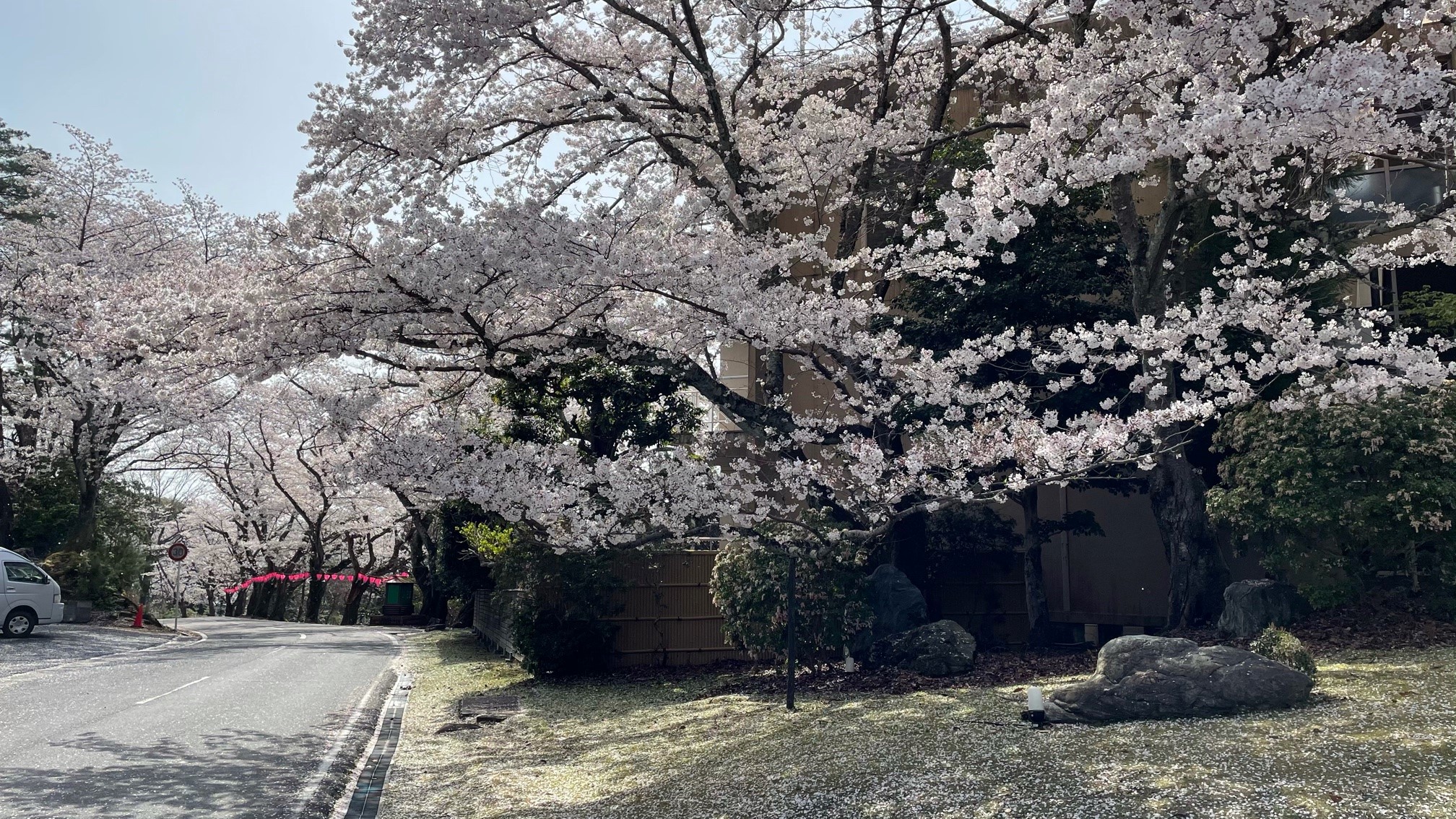 玄関前　桜