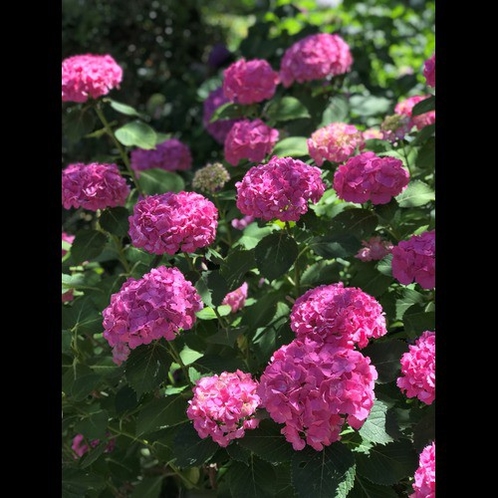 矢田寺　紫陽花