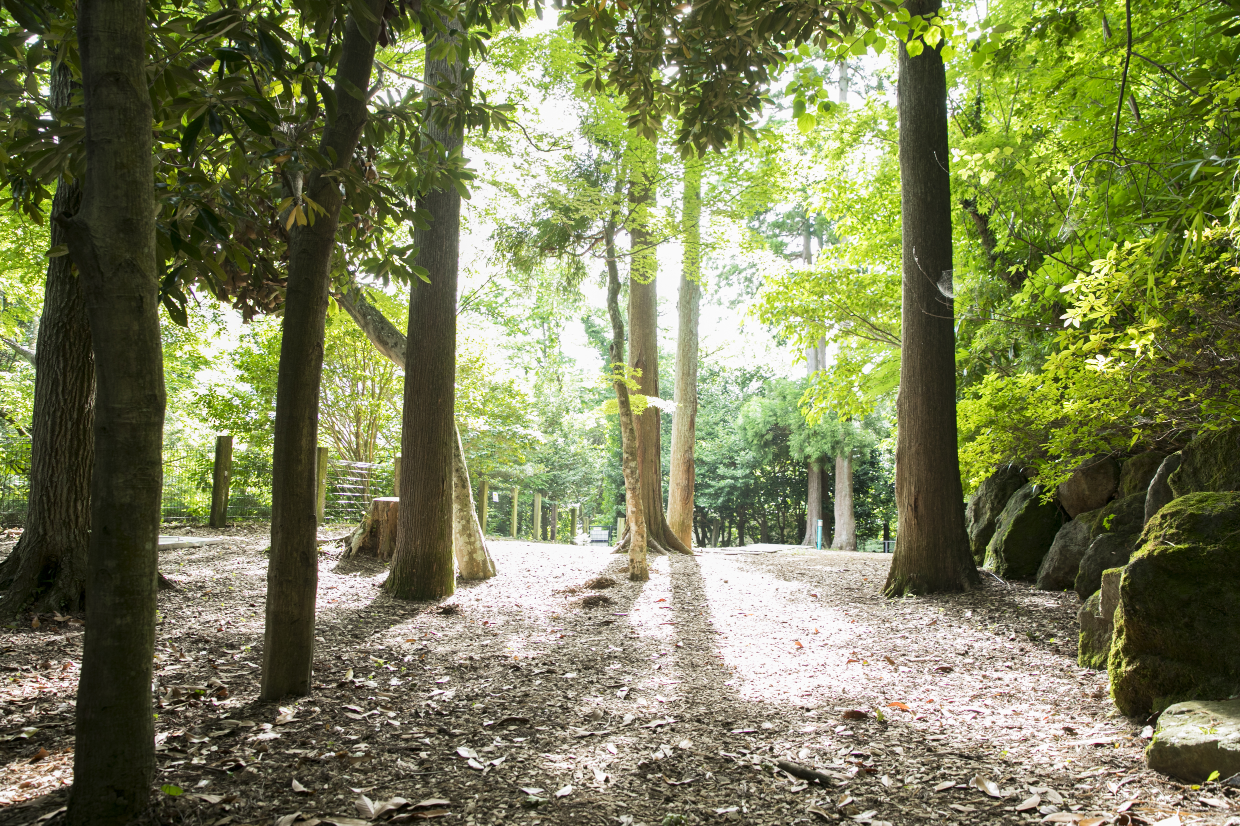 ドッグランで愛犬も満足