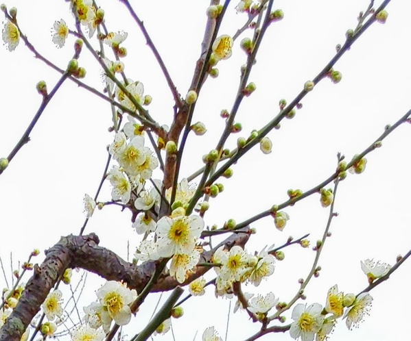 梅の花