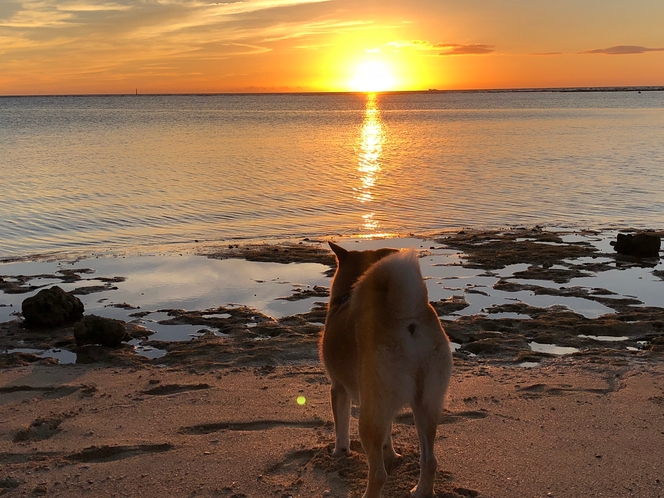 裏真栄田夕日