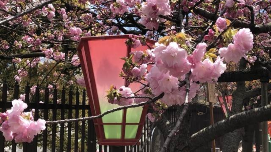 造幣局 桜の通り抜け