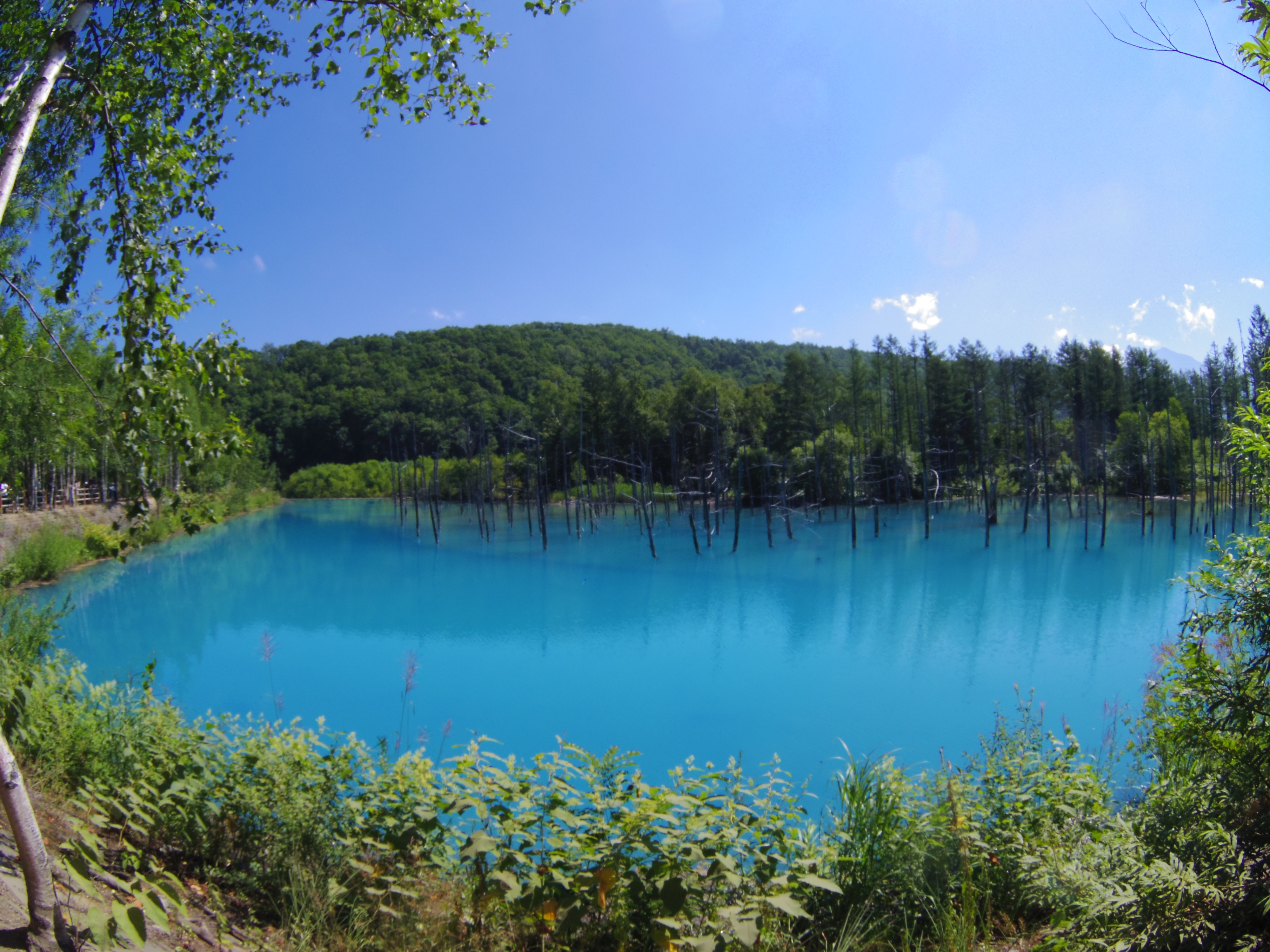 美瑛の青い池