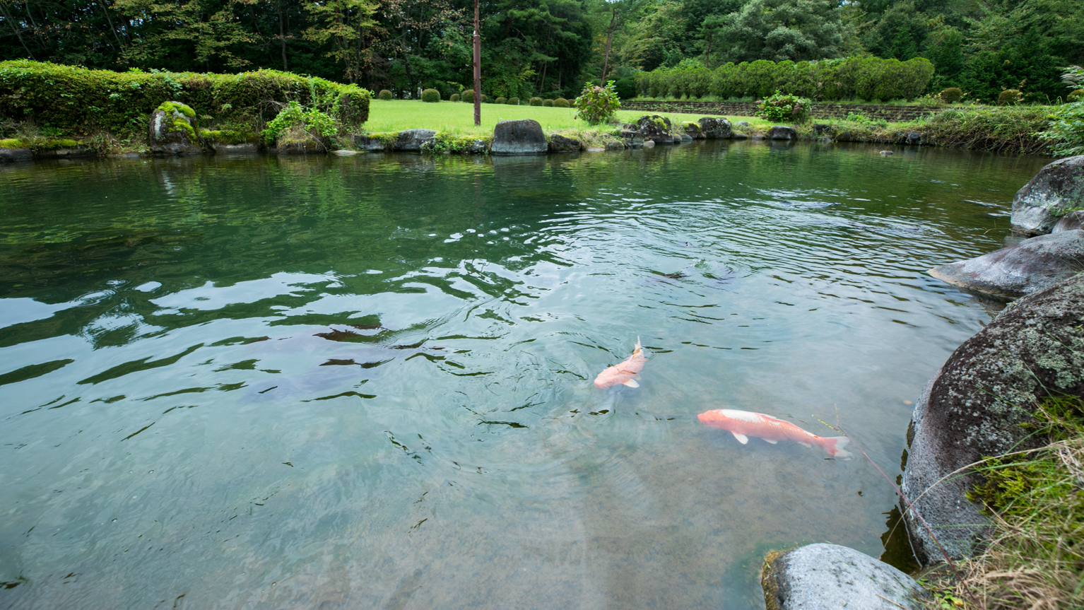 庭園の池には鯉が優雅に泳いでいます♪