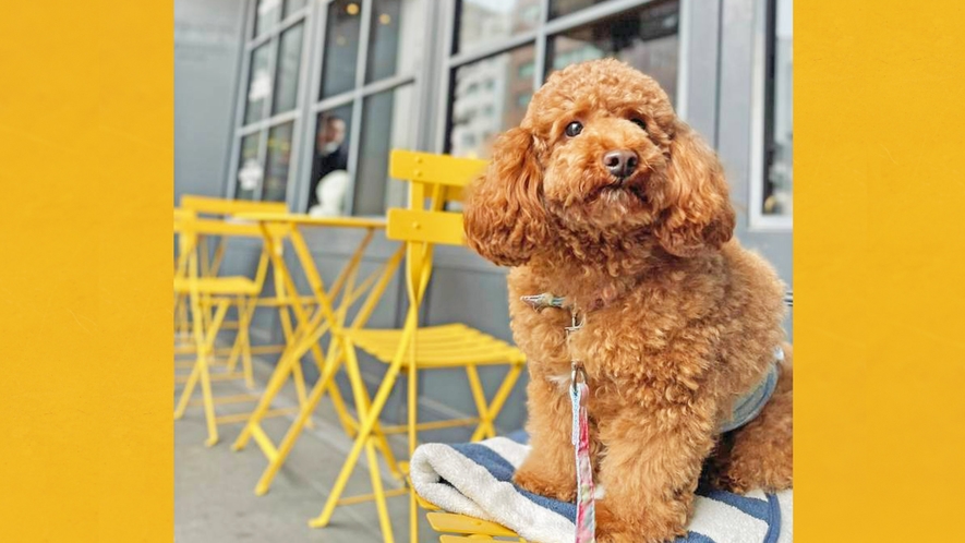 【BUNDOZA CAFE & BAR】テラス席は愛犬の同伴が可能です。